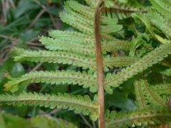 Dryopteris filix-mas ‘Cristata’. Abaxial surface of fertile frond showing crested pinna apices.
 Image: L.R. Perrie © Leon Perrie CC BY-NC 3.0 NZ